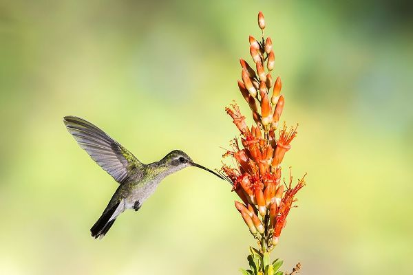 Arizona-Santa Cruz County Broad-billed hummingbird feeding on ocotillo blossoms